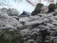 関東:千鳥ヶ淵