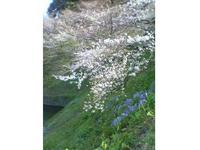 関東:千鳥ヶ淵