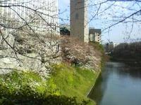 関東:千鳥ヶ淵