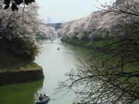 関東:千鳥ヶ淵