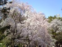 関東：六義園のしだれ桜