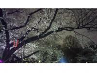 関東:上野恩賜公園