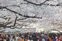 関東:上野恩賜公園