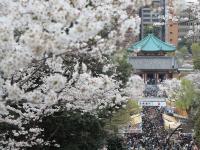 関東:上野恩賜公園