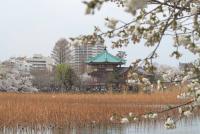 関東:上野恩賜公園