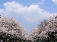 関東:上野恩賜公園