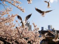 関東:上野恩賜公園