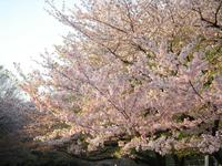 関東:上野恩賜公園