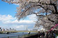 関東:隅田公園