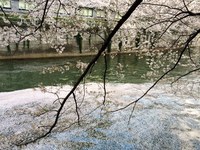 関東：目黒川桜並木