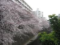関東：目黒川桜並木