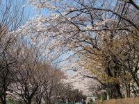 関東：石神井川