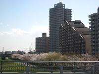関東：小松川千本桜