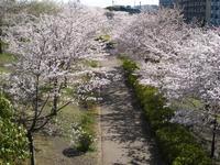 関東：小松川千本桜