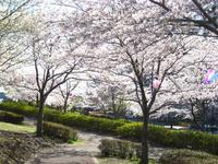 関東：小松川千本桜