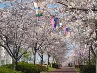 関東：小松川千本桜