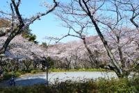 関東：三ツ沢公園