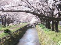関東:引地川の千本桜