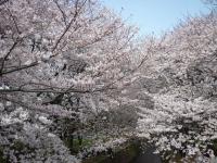 関東:引地川の千本桜