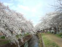 関東:引地川の千本桜