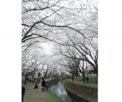 関東:引地川の千本桜