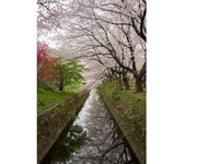 関東:引地川の千本桜
