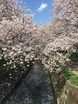 関東:引地川の千本桜