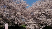関東:引地川の千本桜