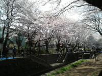 関東:引地川の千本桜