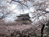関東:小田原城址公園
