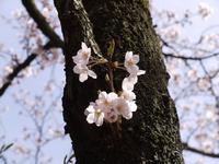 関東:小田原城址公園