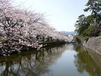 関東:小田原城址公園