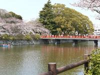 関東:小田原城址公園