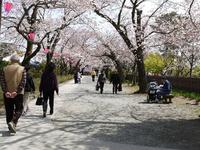 関東:小田原城址公園