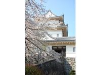 関東:小田原城址公園