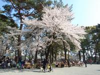 関東:小田原城址公園