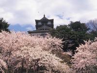 北陸：霞ヶ城公園・丸岡城の桜