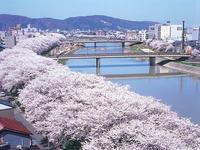 北陸：足羽川堤防の桜並木
