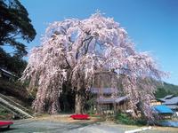 北陸：妙祐寺のしだれ桜