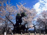 甲信越：山高神代桜