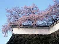 甲信越：舞鶴城公園の桜