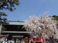 甲信越:身延山久遠寺のしだれ桜