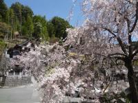 甲信越:身延山久遠寺のしだれ桜