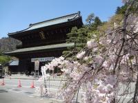 甲信越:身延山久遠寺のしだれ桜