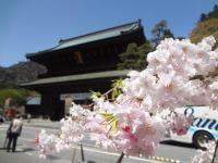 甲信越:身延山久遠寺のしだれ桜
