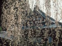甲信越:身延山久遠寺のしだれ桜