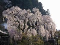 甲信越:身延山久遠寺のしだれ桜