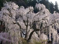 甲信越:身延山久遠寺のしだれ桜