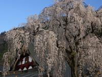 甲信越:身延山久遠寺のしだれ桜