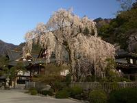 甲信越:身延山久遠寺のしだれ桜